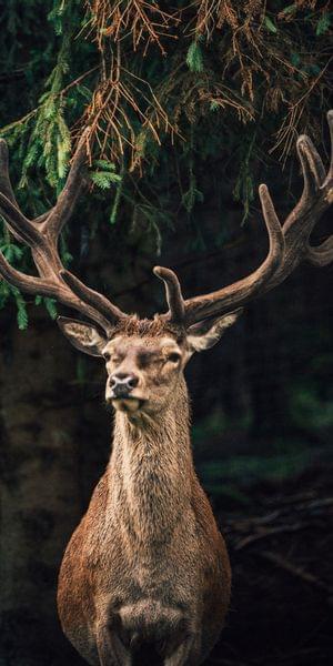 Torghele's Wald + Fluh - Familienhotel im Allgäu mit Wildgehege